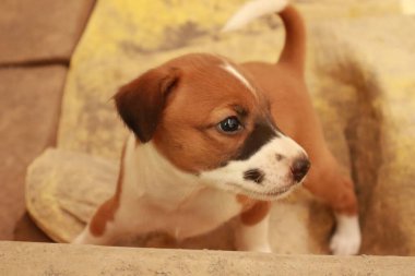 Köpekten Süt İçen Yavru Köpekler