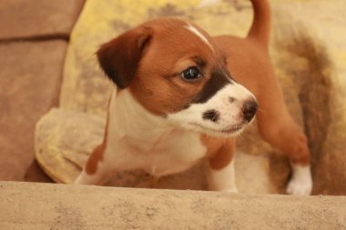 Köpekten Süt İçen Yavru Köpekler
