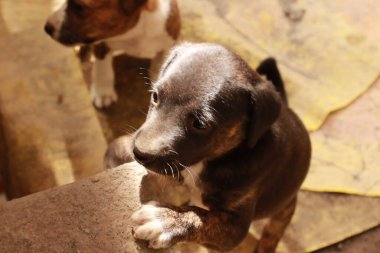 Köpekten Süt İçen Yavru Köpekler