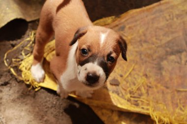 Köpekten Süt İçen Yavru Köpekler