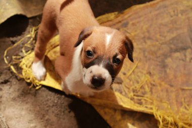 Köpekten Süt İçen Yavru Köpekler