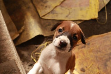 Köpekten Süt İçen Yavru Köpekler