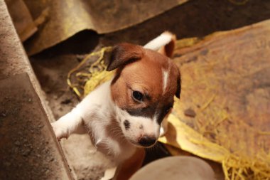 Köpekten Süt İçen Yavru Köpekler