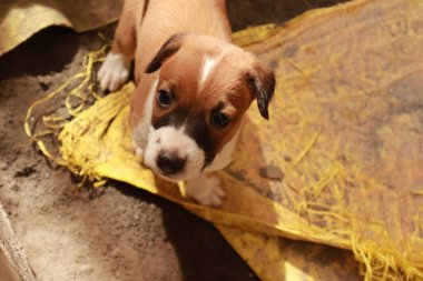 Köpekten Süt İçen Yavru Köpekler