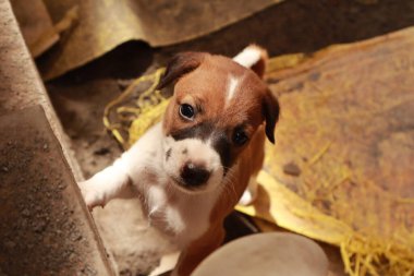 Köpekten Süt İçen Yavru Köpekler