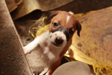 Köpekten Süt İçen Yavru Köpekler