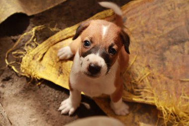 Köpekten Süt İçen Yavru Köpekler