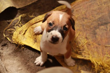 Köpekten Süt İçen Yavru Köpekler