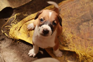 Köpekten Süt İçen Yavru Köpekler