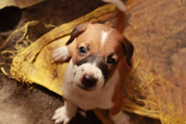 Köpekten Süt İçen Yavru Köpekler