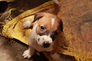 Köpekten Süt İçen Yavru Köpekler