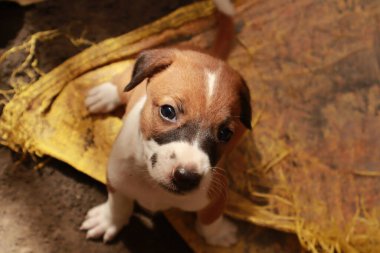 Köpekten Süt İçen Yavru Köpekler