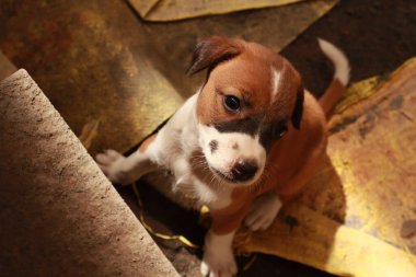 Köpekten Süt İçen Yavru Köpekler