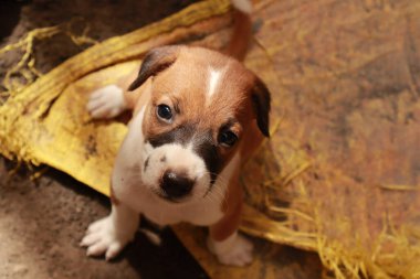 Köpekten Süt İçen Yavru Köpekler