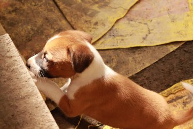 Köpekten Süt İçen Yavru Köpekler