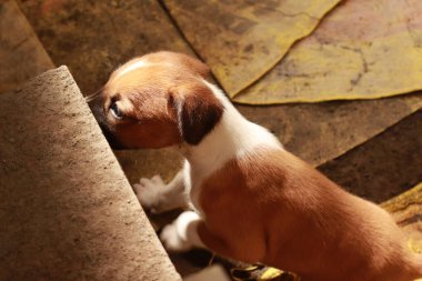 Köpekten Süt İçen Yavru Köpekler