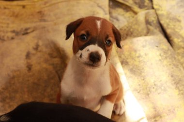 Köpekten Süt İçen Yavru Köpekler