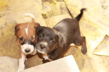 Köpekten Süt İçen Yavru Köpekler