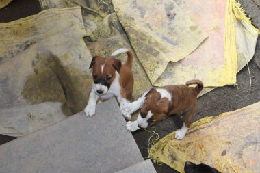 Köpekten Süt İçen Yavru Köpekler