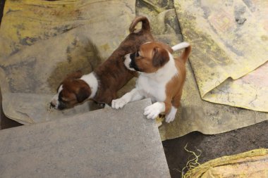 Köpekten Süt İçen Yavru Köpekler