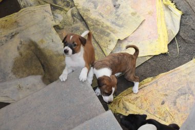 Köpekten Süt İçen Yavru Köpekler