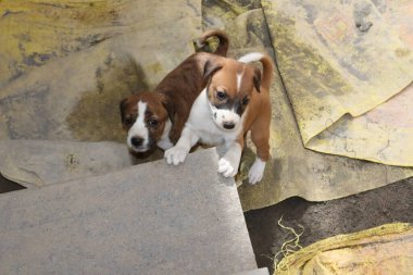 Köpekten Süt İçen Yavru Köpekler