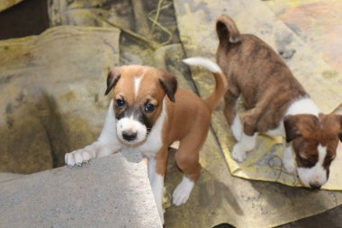 Köpekten Süt İçen Yavru Köpekler