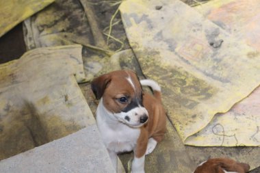 Köpekten Süt İçen Yavru Köpekler