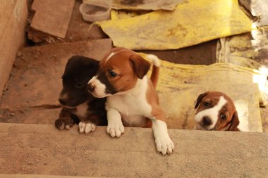 Köpekten Süt İçen Yavru Köpekler