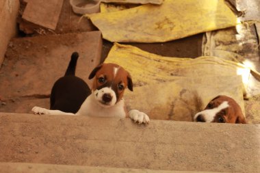 Köpekten Süt İçen Yavru Köpekler