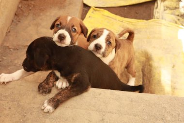 Köpekten Süt İçen Yavru Köpekler