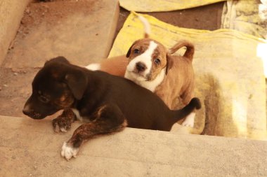 Köpekten Süt İçen Yavru Köpekler