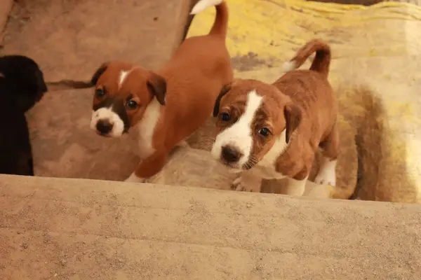 Köpekten Süt İçen Yavru Köpekler