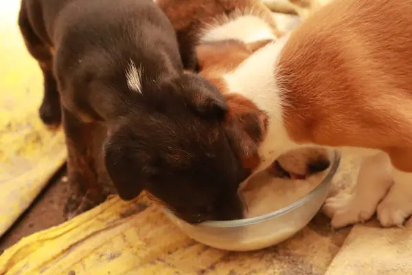 Köpekten Süt İçen Yavru Köpekler