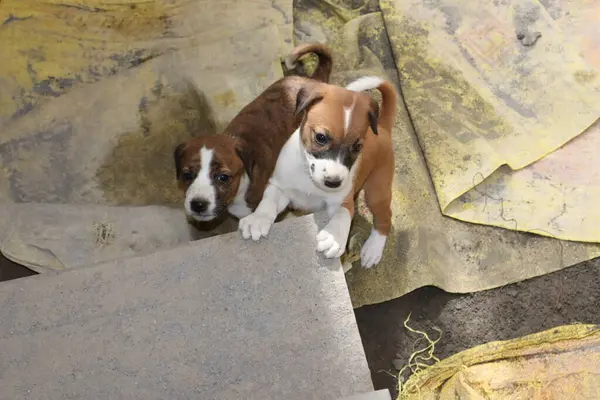 Köpekten Süt İçen Yavru Köpekler