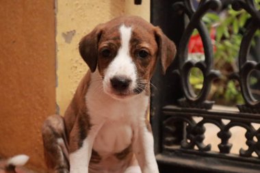 Suçüstü Yakalandı: Oynayan Yavrular