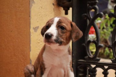 Suçüstü Yakalandı: Oynayan Yavrular