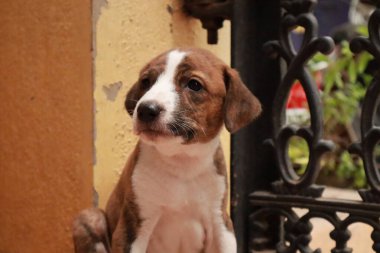 Suçüstü Yakalandı: Oynayan Yavrular