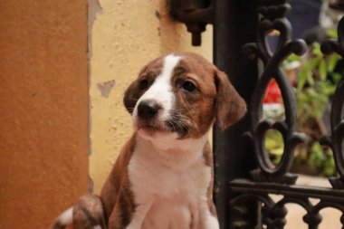 Suçüstü Yakalandı: Oynayan Yavrular