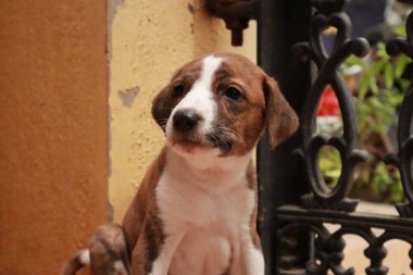 Suçüstü Yakalandı: Oynayan Yavrular