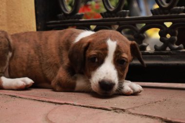 Suçüstü Yakalandı: Oynayan Yavrular