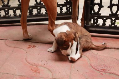 Suçüstü Yakalandı: Oynayan Yavrular