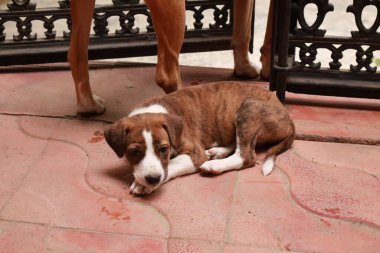 Suçüstü Yakalandı: Oynayan Yavrular