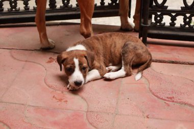 Suçüstü Yakalandı: Oynayan Yavrular