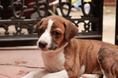 Suçüstü Yakalandı: Oynayan Yavrular