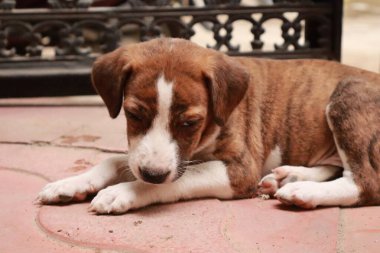 Suçüstü Yakalandı: Oynayan Yavrular