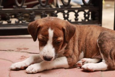 Suçüstü Yakalandı: Oynayan Yavrular