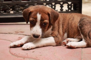 Suçüstü Yakalandı: Oynayan Yavrular