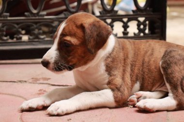 Suçüstü Yakalandı: Oynayan Yavrular