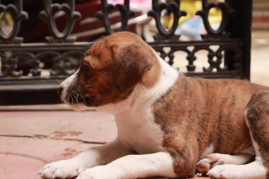 Suçüstü Yakalandı: Oynayan Yavrular